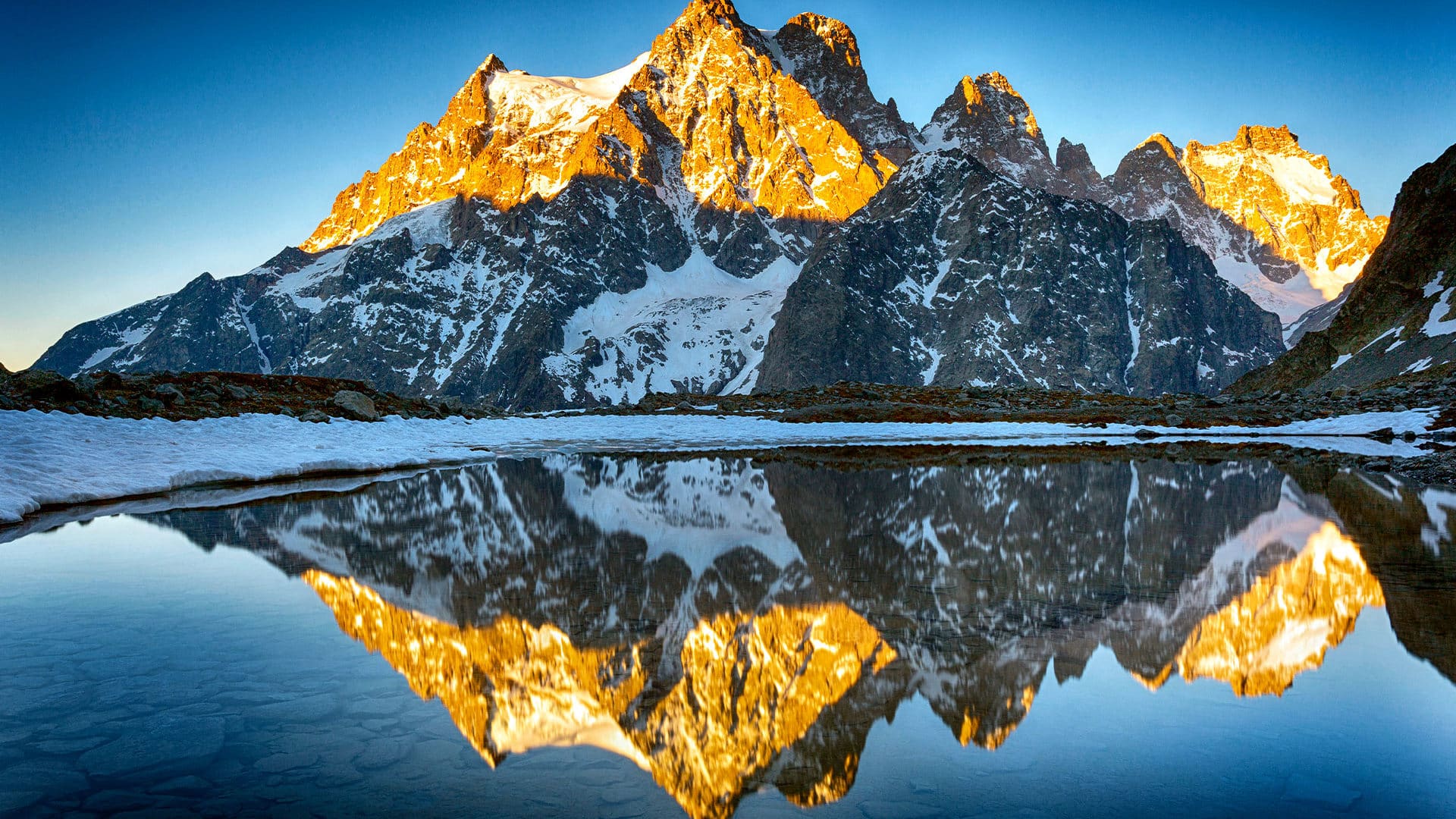 Le génépi des glaciers  Parc national des Ecrins